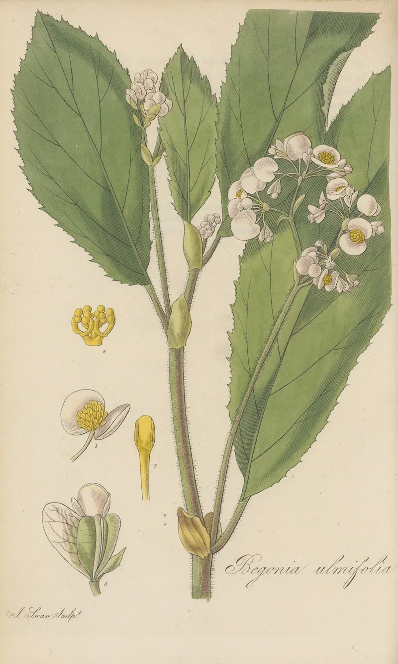 Begonia Ulmifolia Wall Art by William Jackson Hooker - High-Resolution Digital Print