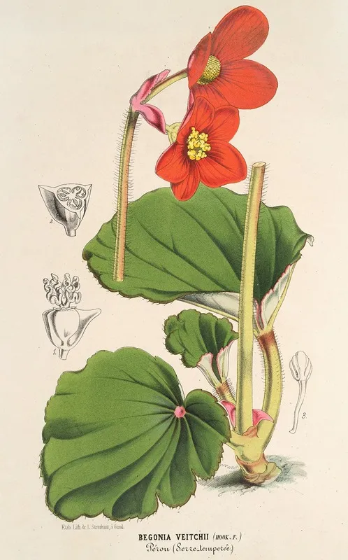 Begonia Veitchii Wall Art by Charles Antoine Lemaire - High-Resolution Digital Print