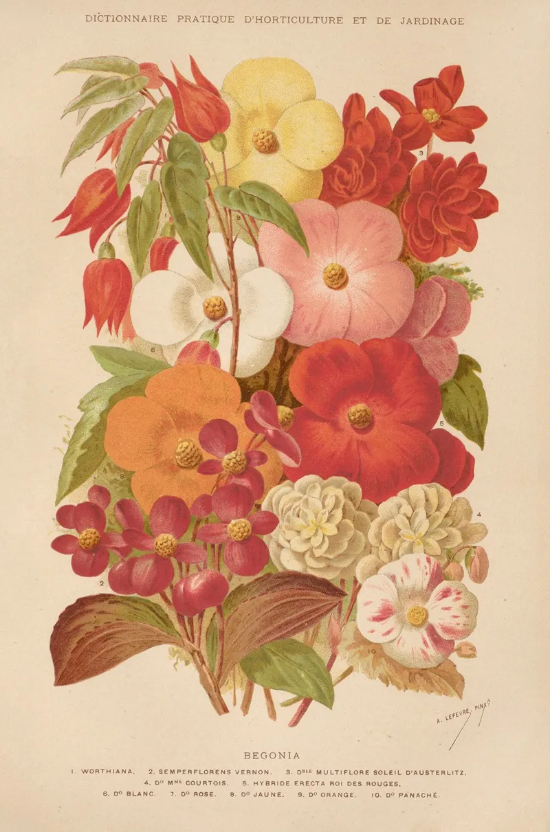 Begonia Wall Art by George Nicholson - High-Resolution Digital Print