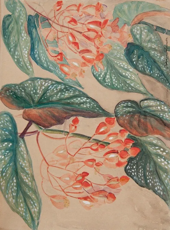 Begonie Wall Art by Jadwiga Gałęzowska - High-Resolution Digital Print