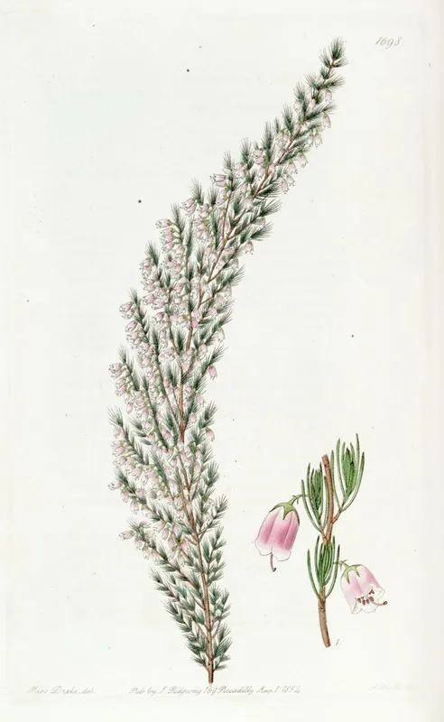 Bell Bearing Heath Wall Art by Sydenham Edwards - High-Resolution Digital Print