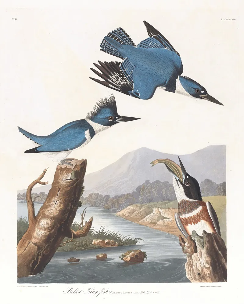 Belted Kingfisher 2 Wall Art by John James Audubon - High-Resolution Digital Print