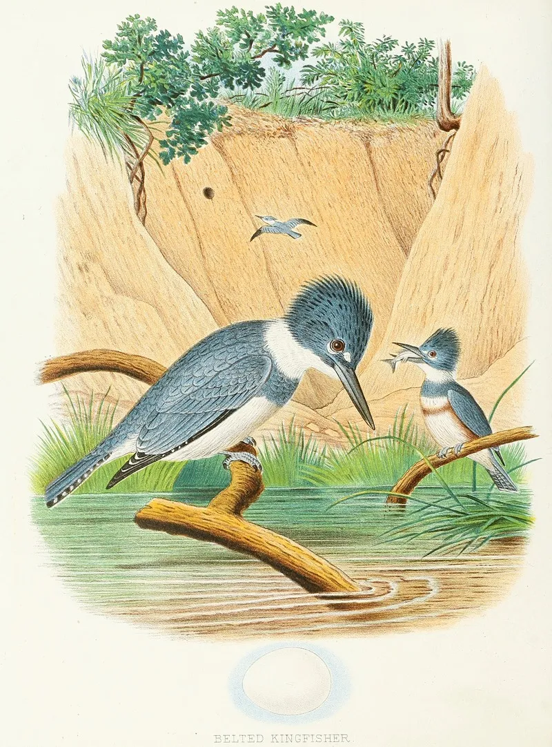 Belted Kingfisher Wall Art by Edwin L. Sheppard - High-Resolution Digital Print