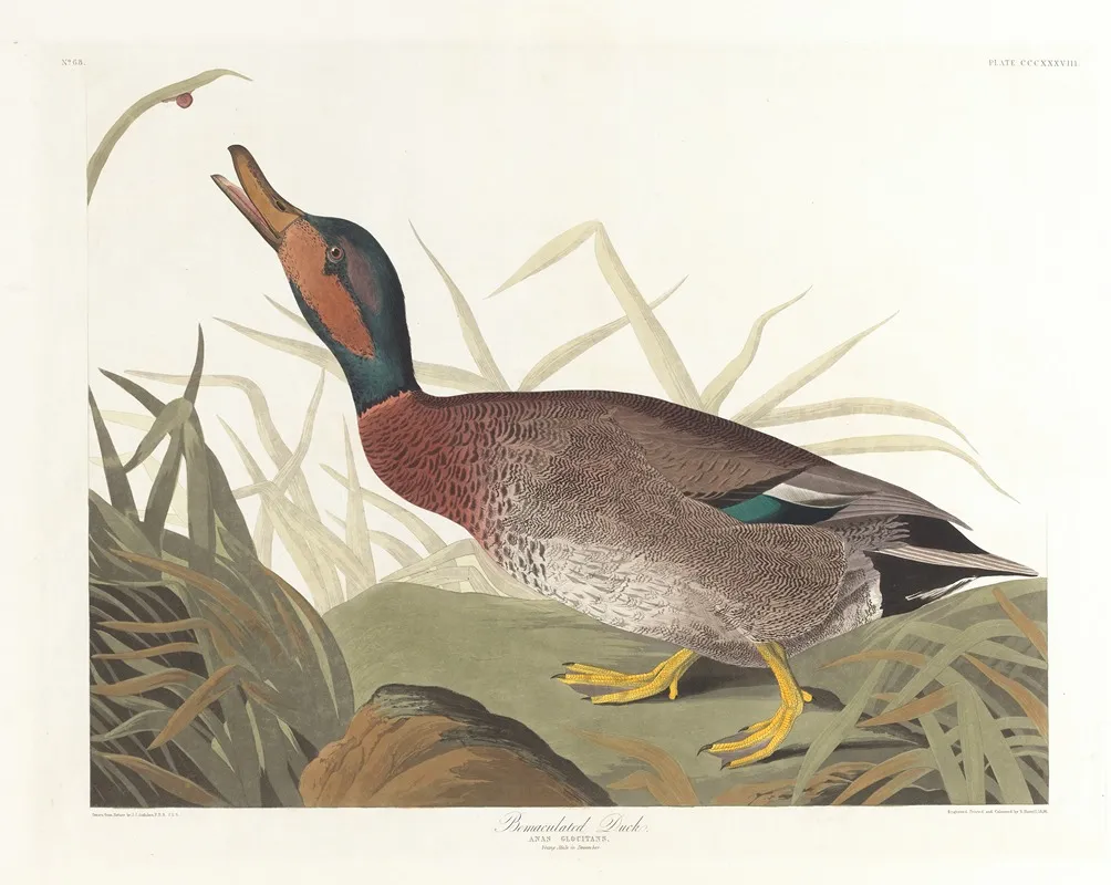 Bemaculated Duck Wall Art by John James Audubon - High-Resolution Digital Print