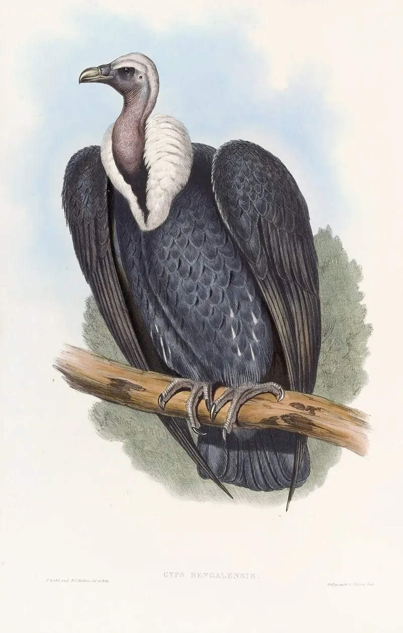 Bengal Vulture Wall Art by John Gould - High-Resolution Digital Print