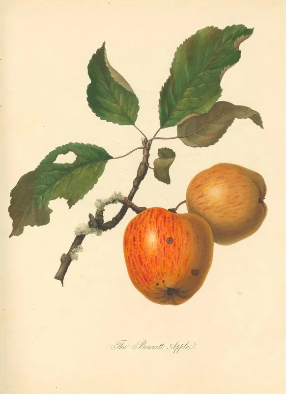 Bennett Apple Wall Art by Thomas Andrew Knight - High-Resolution Digital Print