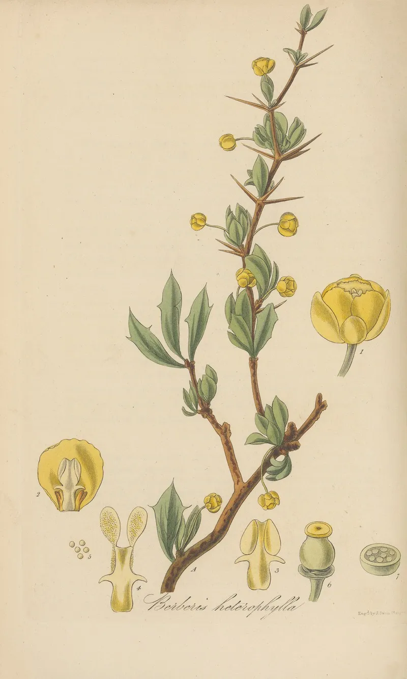 Berberis Heterophylla Wall Art by William Jackson Hooker - High-Resolution Digital Print