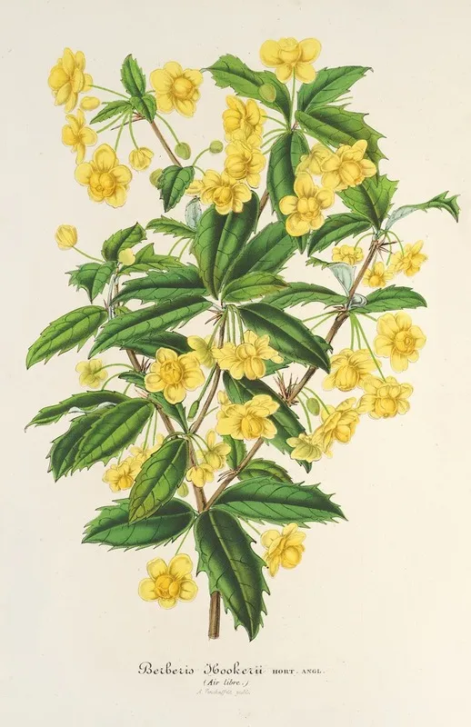 Berberis Hookerii Wall Art by Charles Antoine Lemaire - High-Resolution Digital Print