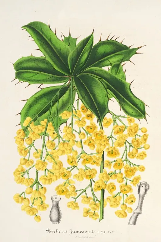 Berberis Jamesonii Wall Art by Charles Antoine Lemaire - High-Resolution Digital Print