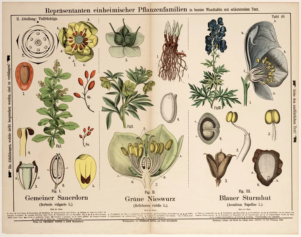 Berberis Vulgaris Helleborus Viridis Aconitum Napellus Zuurbes Wrangwortel Blauwe Monnikskap Wall Art by Hermann Zippel - High-Resolution Digital Print