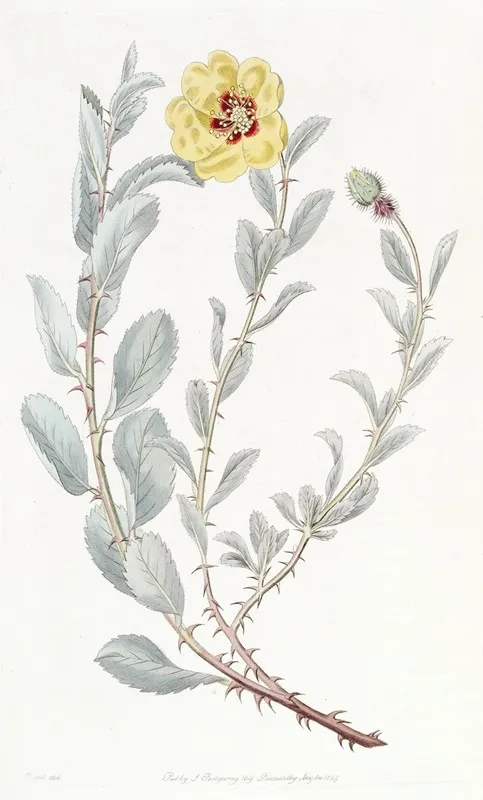 Berberry Leaved Lowea Wall Art by Sydenham Edwards - High-Resolution Digital Print