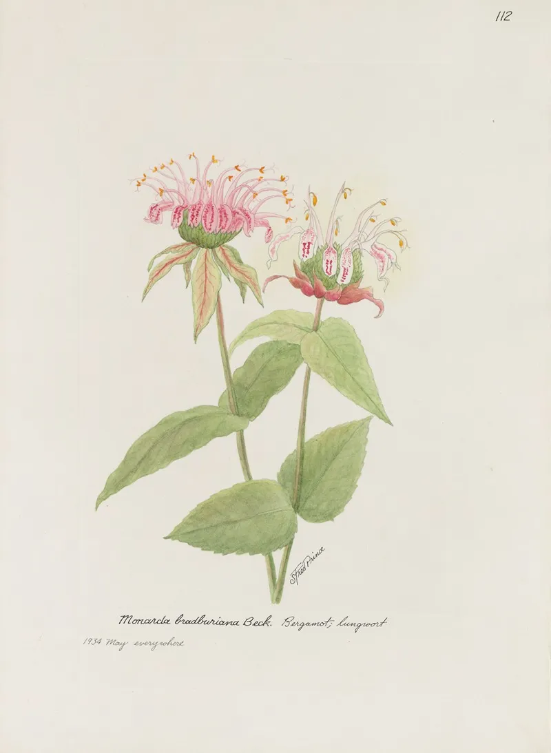 Bergamot Lungwort Wall Art by S. Fred Prince - High-Resolution Digital Print