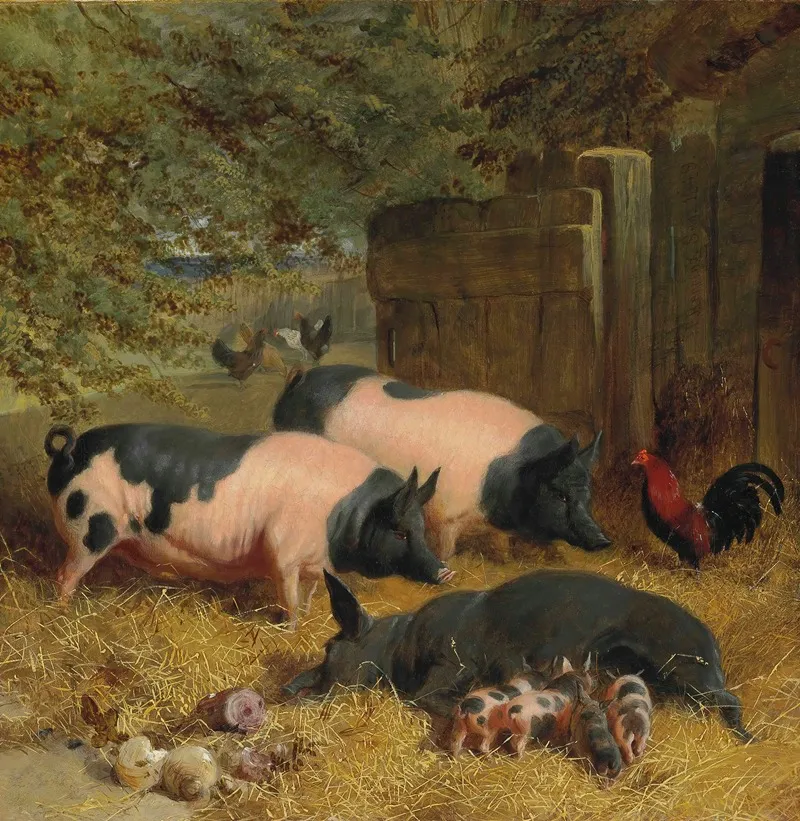 Berkshire Saddlebacks And Chickens In A Straw Bedded Yard Wall Art by John Frederick Herring Snr. - High-Resolution Digital Print