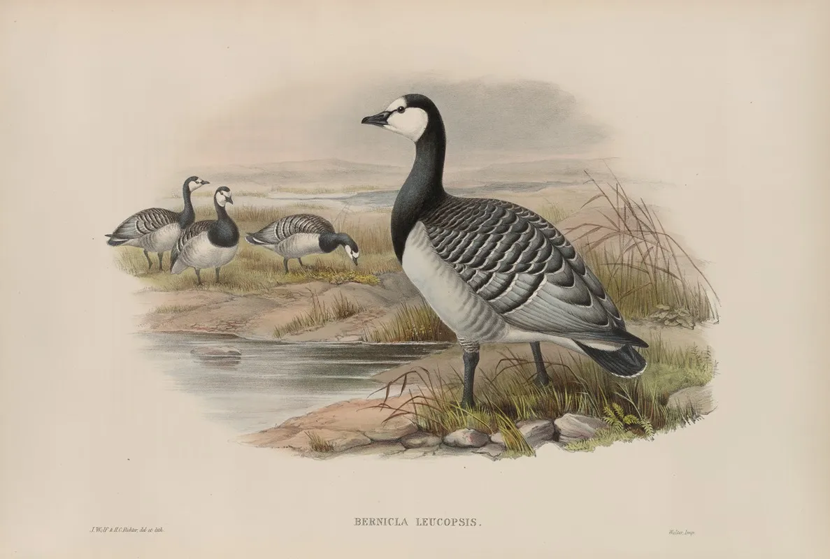 Bernicla Leucopsis Wall Art by John Gould - High-Resolution Digital Print