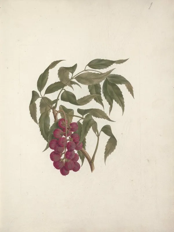 Bersame Abyssinica Fresen