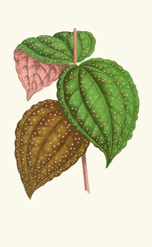 Bertolonia Guttata Wall Art by Edward Joseph Lowe - High-Resolution Digital Print