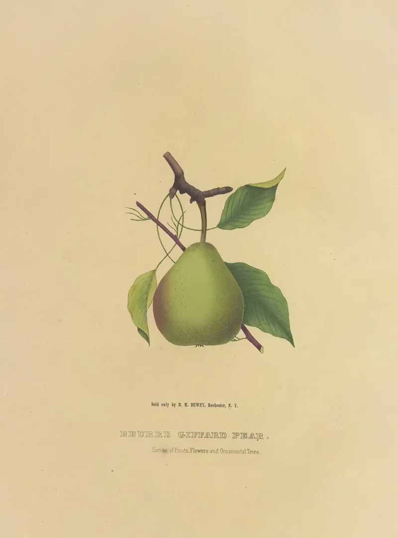 Beurre Giffard Pear Wall Art by Dellon Marcus Dewey - High-Resolution Digital Print
