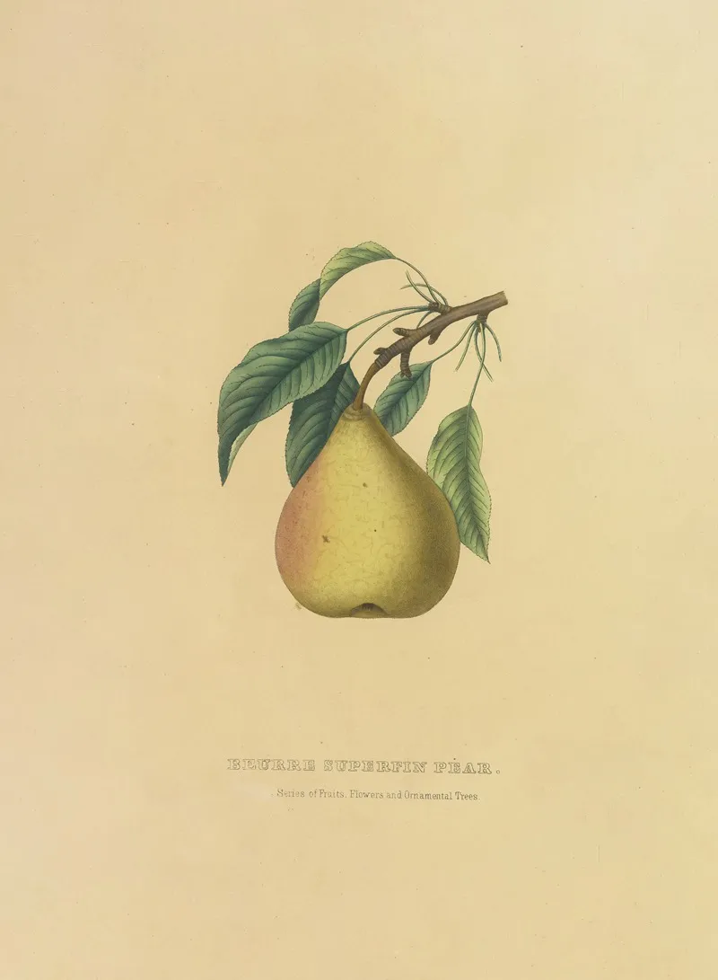 Beurre Superfin Pear Wall Art by Dellon Marcus Dewey - High-Resolution Digital Print
