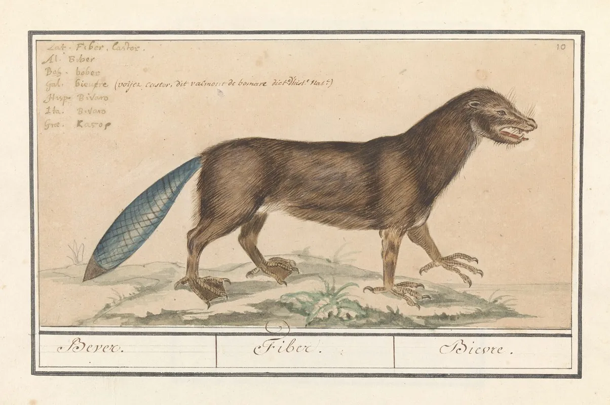 Bever Castor Bevere Fiber Bievre Wall Art by Anselmus Boëtius de Boodt - High-Resolution Digital Print