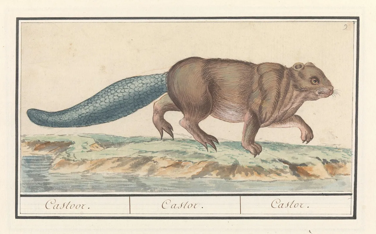 Bever Castor Castoor Castor Castor Wall Art by Anselmus Boëtius de Boodt - High-Resolution Digital Print