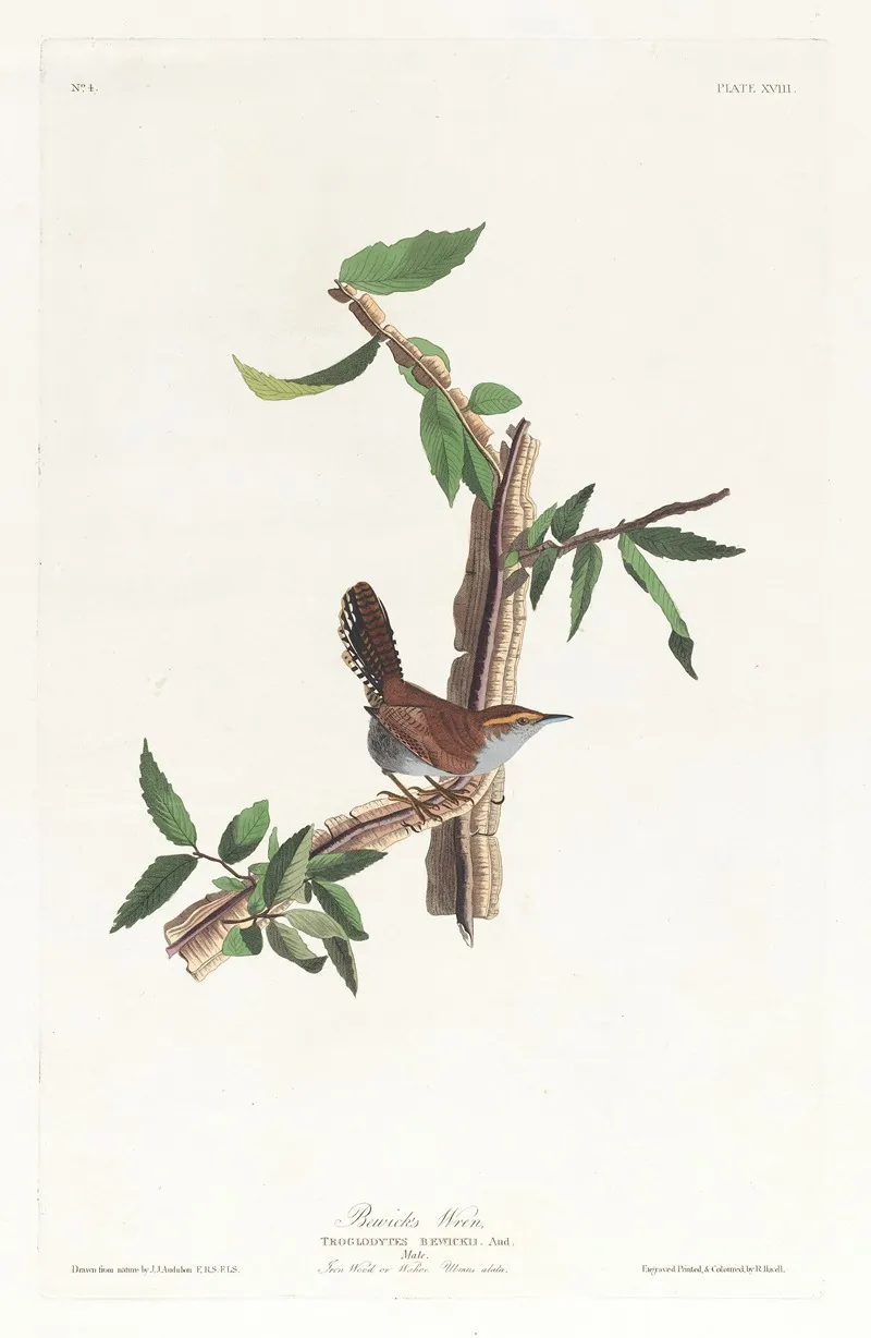 Bewicks Warbler Wall Art by John James Audubon - High-Resolution Digital Print