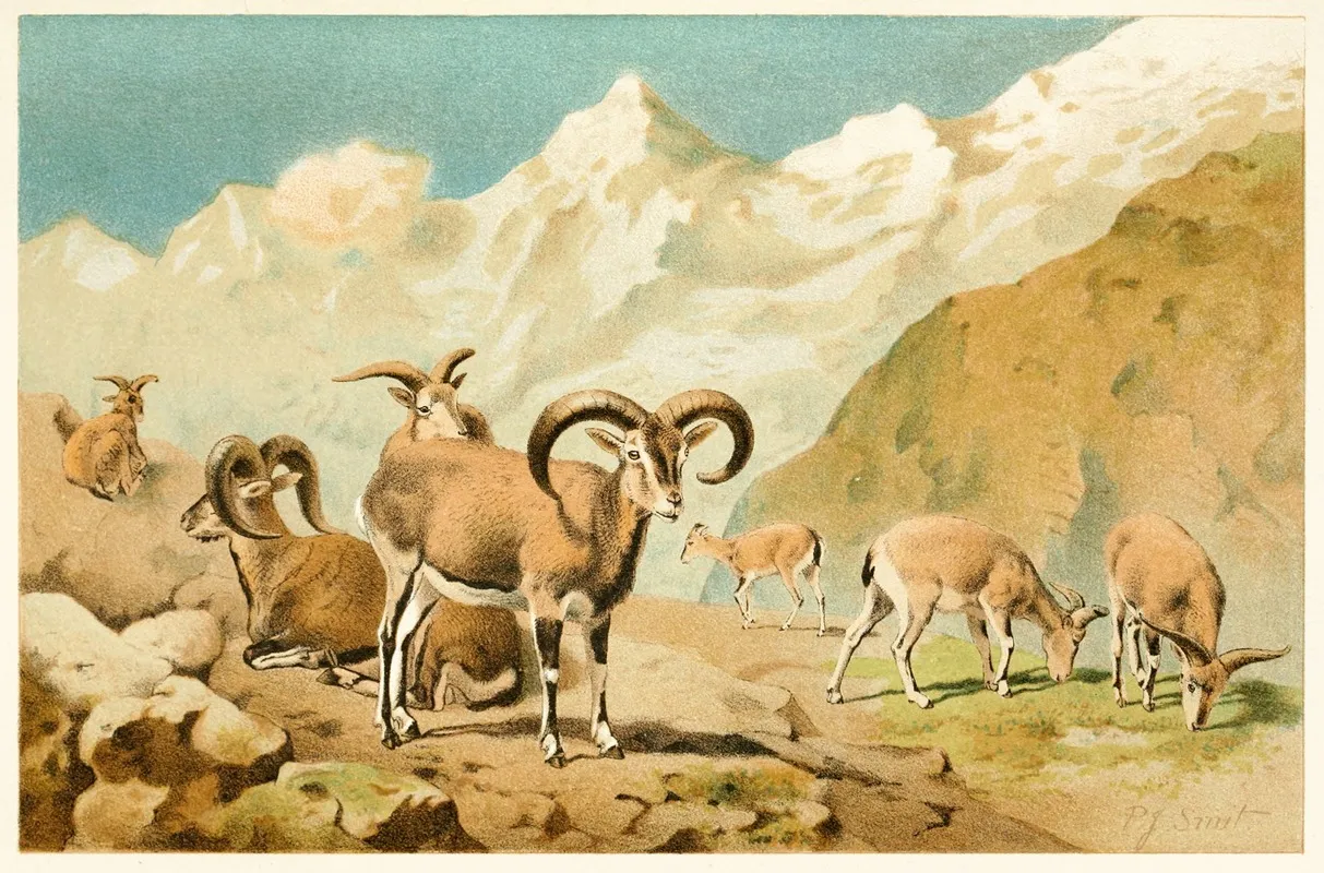 Bharal Wall Art by Pierre Jacques Smit - High-Resolution Digital Print