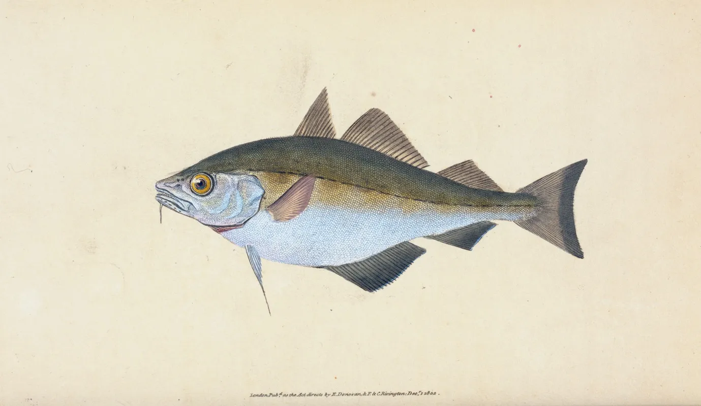 Bib Gadus Luscus Wall Art by Edward Donovan - High-Resolution Digital Print