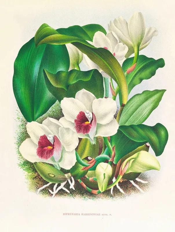 Bifrenaria Harrisoniae Wall Art by Jean Jules Linden - High-Resolution Digital Print