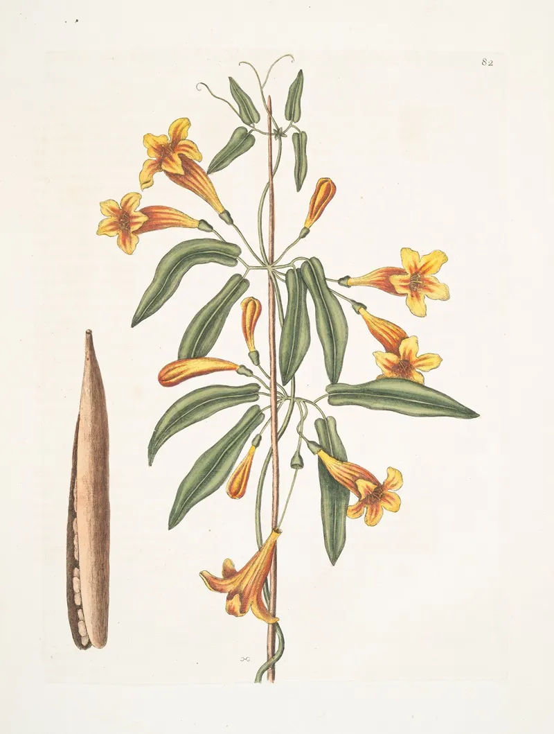 Bignonia Americana Wall Art by Mark Catesby - High-Resolution Digital Print