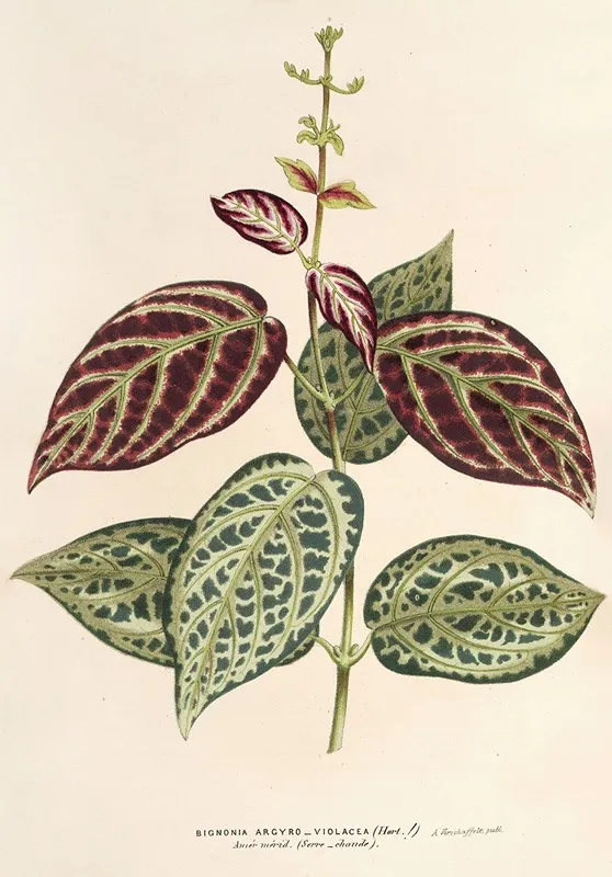 Bignonia Argyreo Violascens Wall Art by Charles Antoine Lemaire - High-Resolution Digital Print