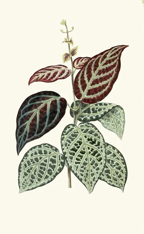 Bignonia Argyro Violascens Wall Art by Edward Joseph Lowe - High-Resolution Digital Print