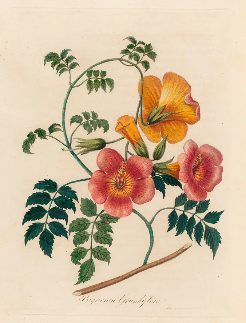 Bignonia Grandiflora Wall Art by Gaetano Savi - High-Resolution Digital Print