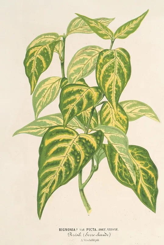 Bignonia Picta Wall Art by Charles Antoine Lemaire - High-Resolution Digital Print
