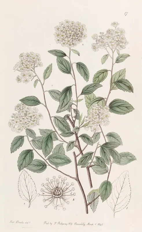 Bilberry Leaved Spiraea Wall Art by Sydenham Edwards - High-Resolution Digital Print