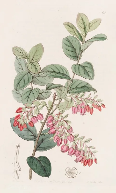 Bilberry Like Gaylussacwort Wall Art by Sydenham Edwards - High-Resolution Digital Print
