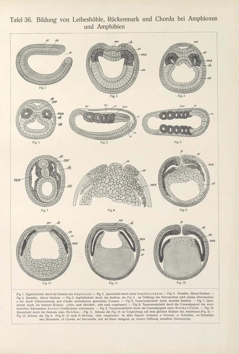Bildung Von Leibeshohle Ruckenmark Und Chorda Bei Amphioxus Und Amphibien
