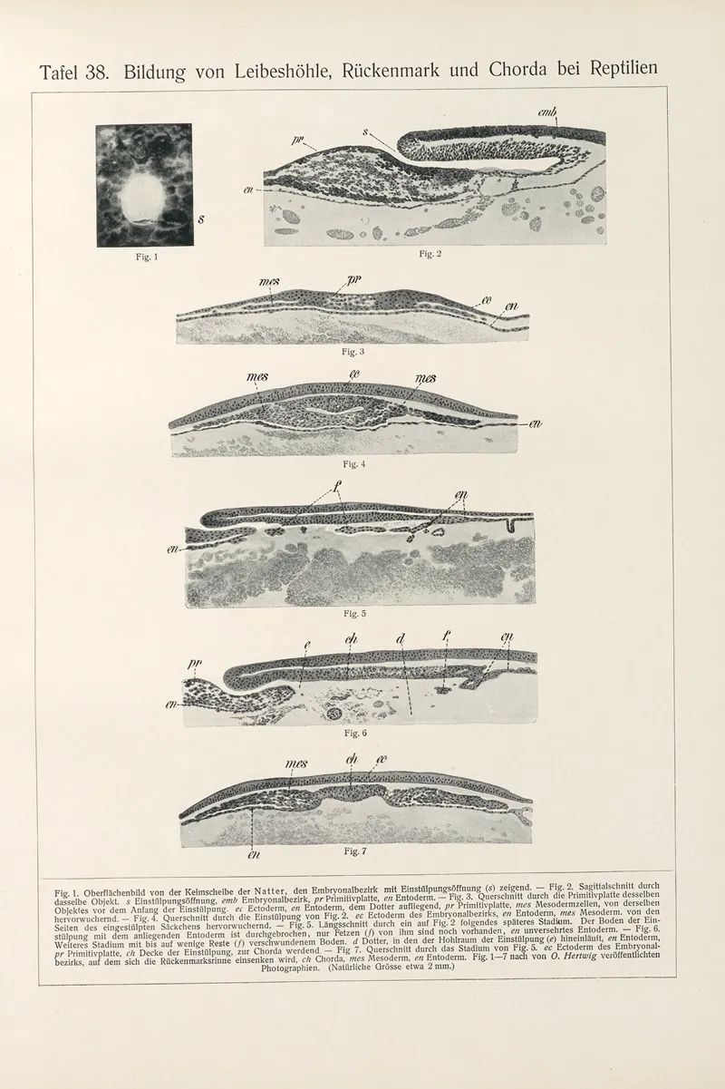 Bildung Von Leibeshohle Ruckenmark Und Chorda Bei Reptilien