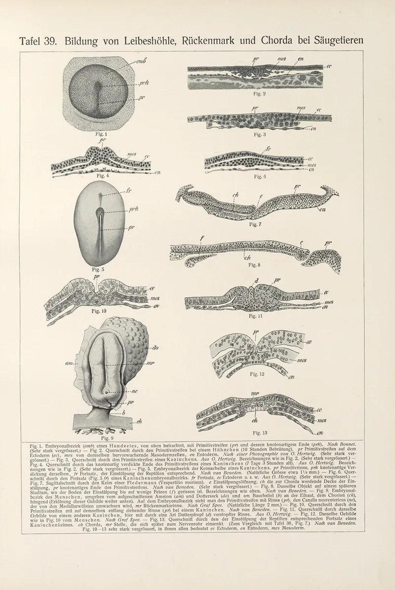 Bildung Von Leibeshohle Ruckenmark Und Chorda Bei Saugetieren