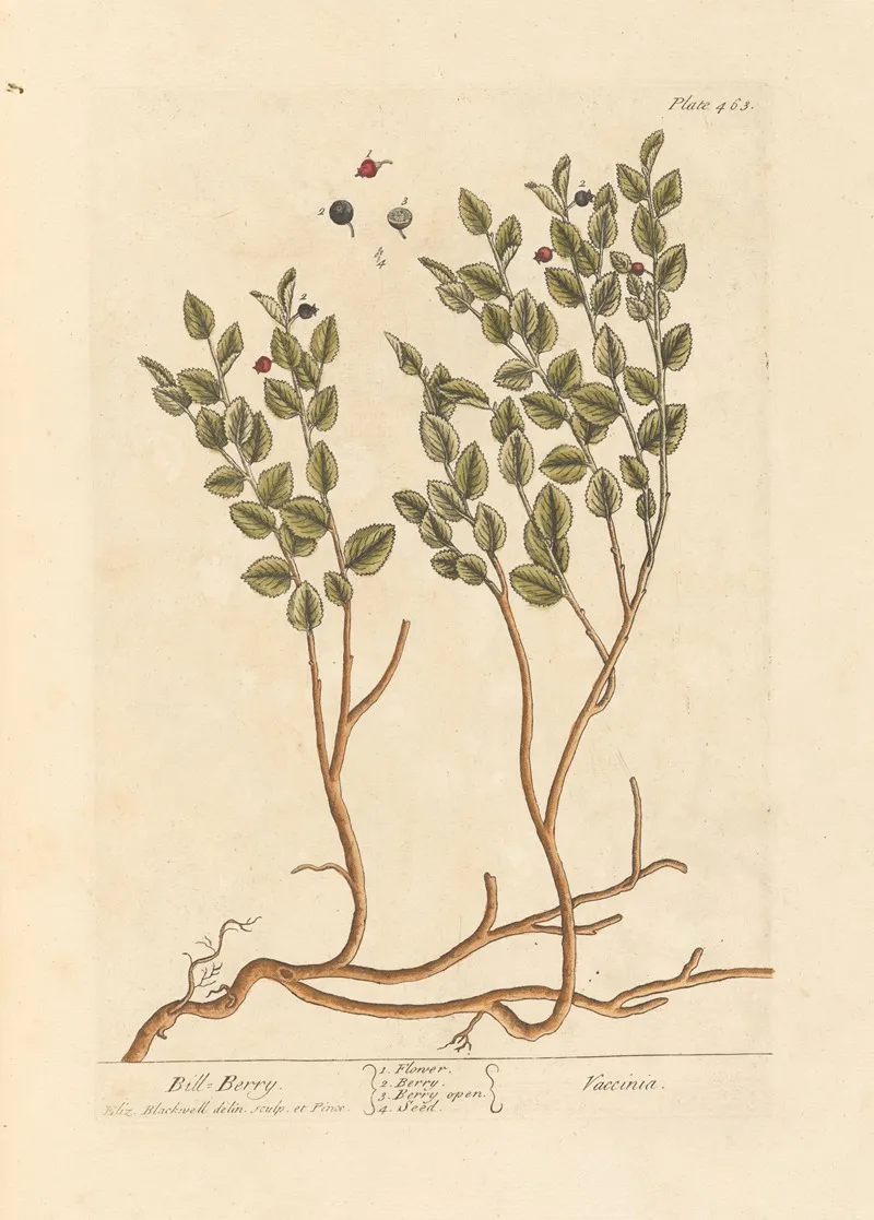 Bill Berry Wall Art by Elizabeth Blackwell - High-Resolution Digital Print