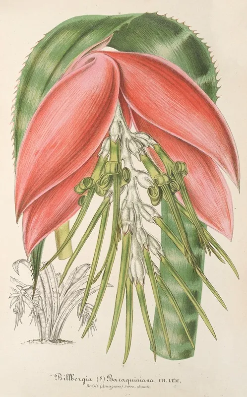 Billbergia Baraquiniana Wall Art by Charles Antoine Lemaire - High-Resolution Digital Print