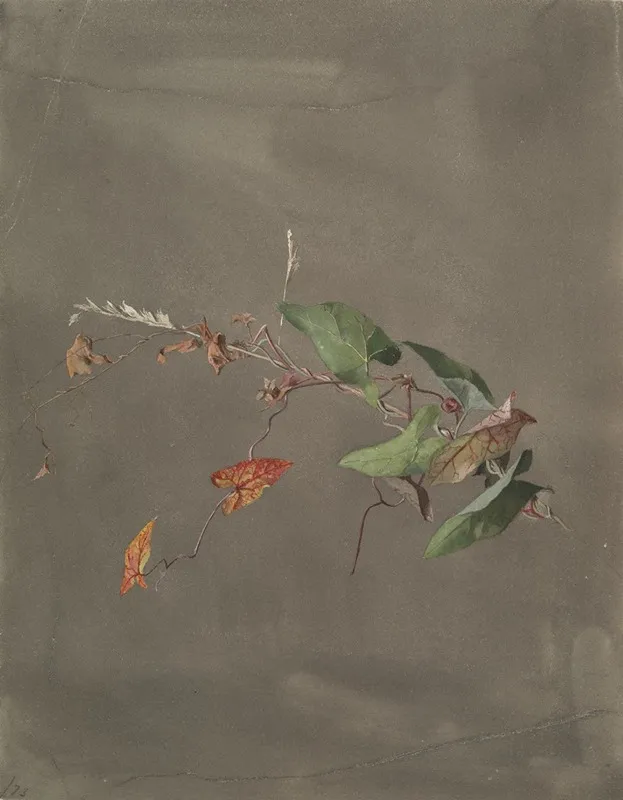 Bindweed