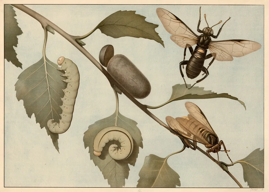 Birch Leafminer Wall Art by G. Pascal - High-Resolution Digital Print