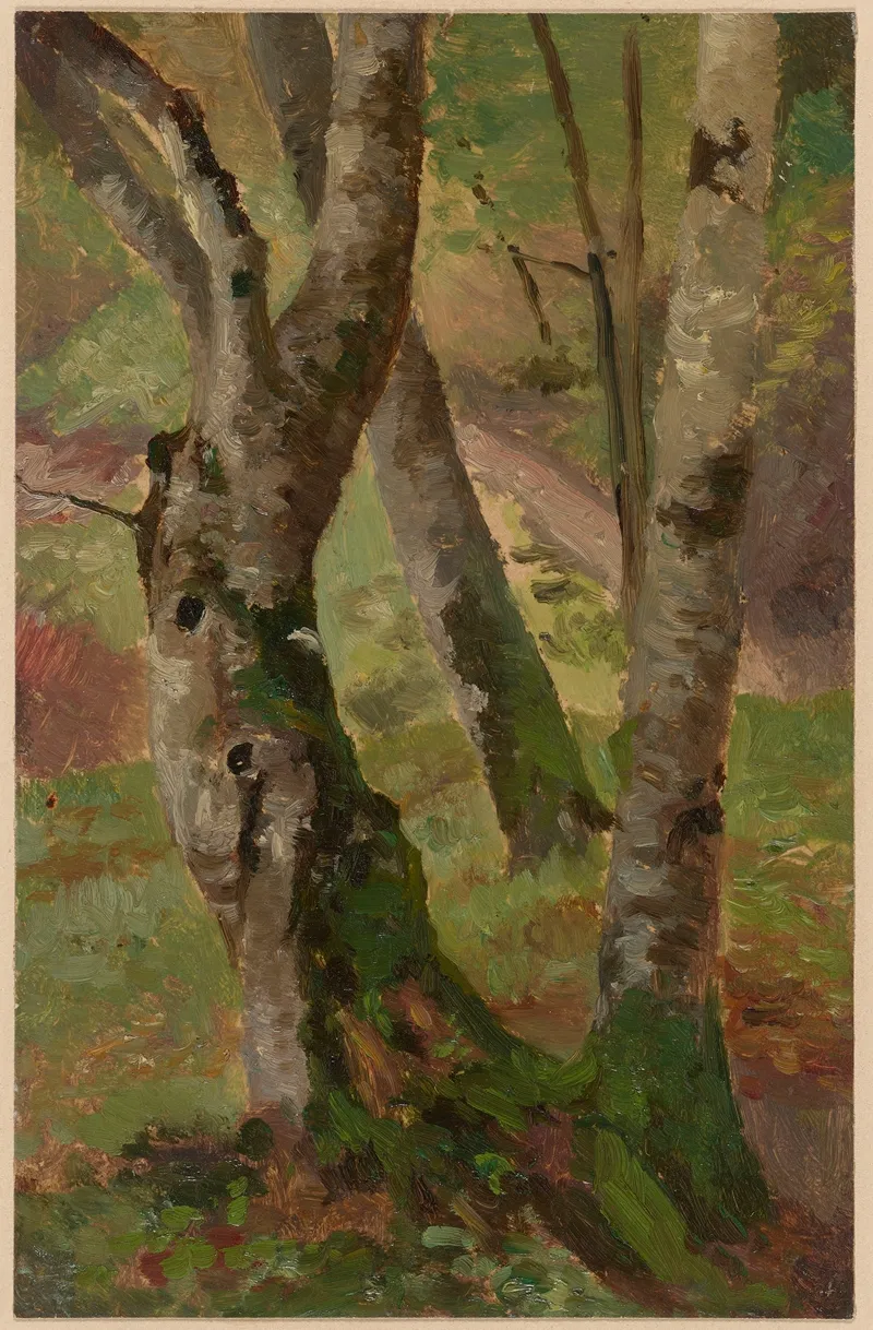 Birch Tree Trunks