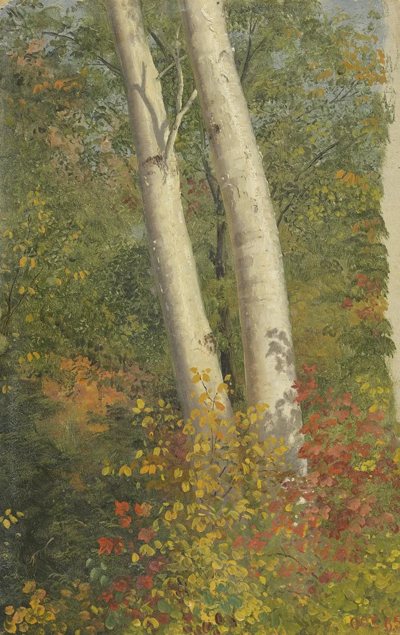 Birch Trees In Autumn