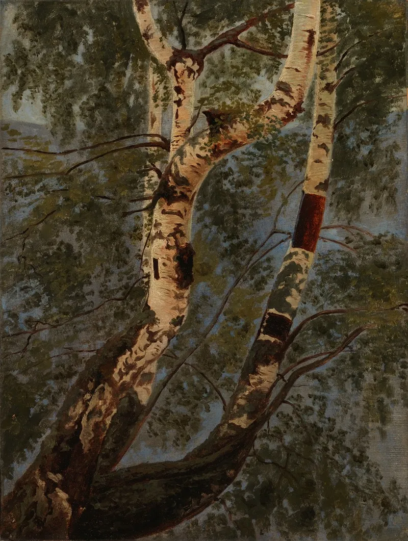 Birch Trunks Rehearsal Wall Art by Werner Holmberg - High-Resolution Digital Print