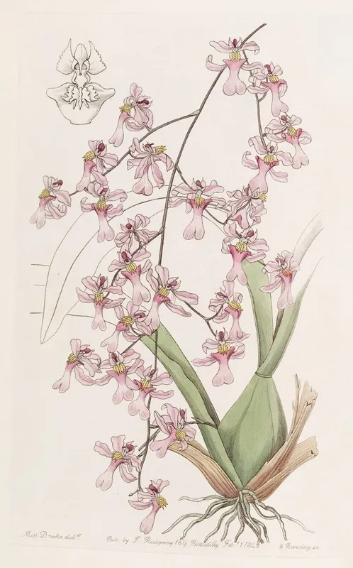 Bird Billed Oncidium Wall Art by Sydenham Edwards - High-Resolution Digital Print