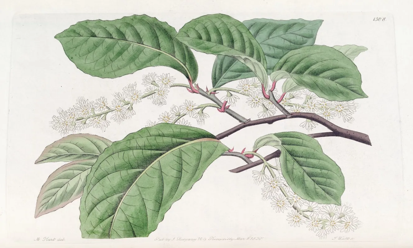 Bird Cherry Flowered Blackwellia Wall Art by Sydenham Edwards - High-Resolution Digital Print