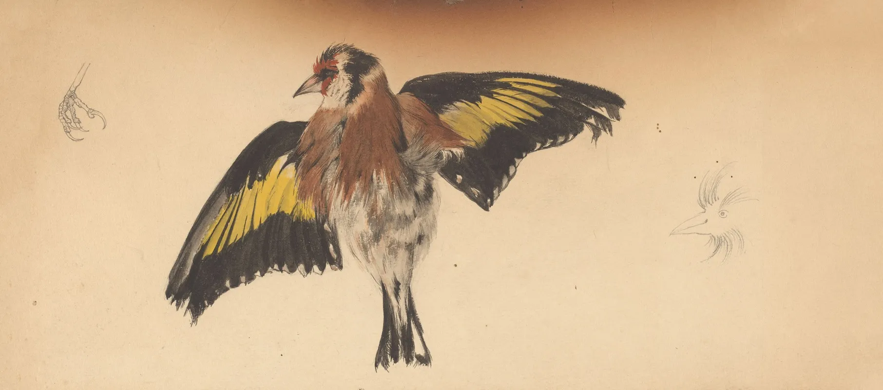 Bird With Outstretched Wings Wall Art by Julie de Graag - High-Resolution Digital Print