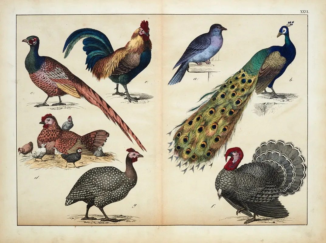 Birds 10 Wall Art by D. Englert - High-Resolution Digital Print