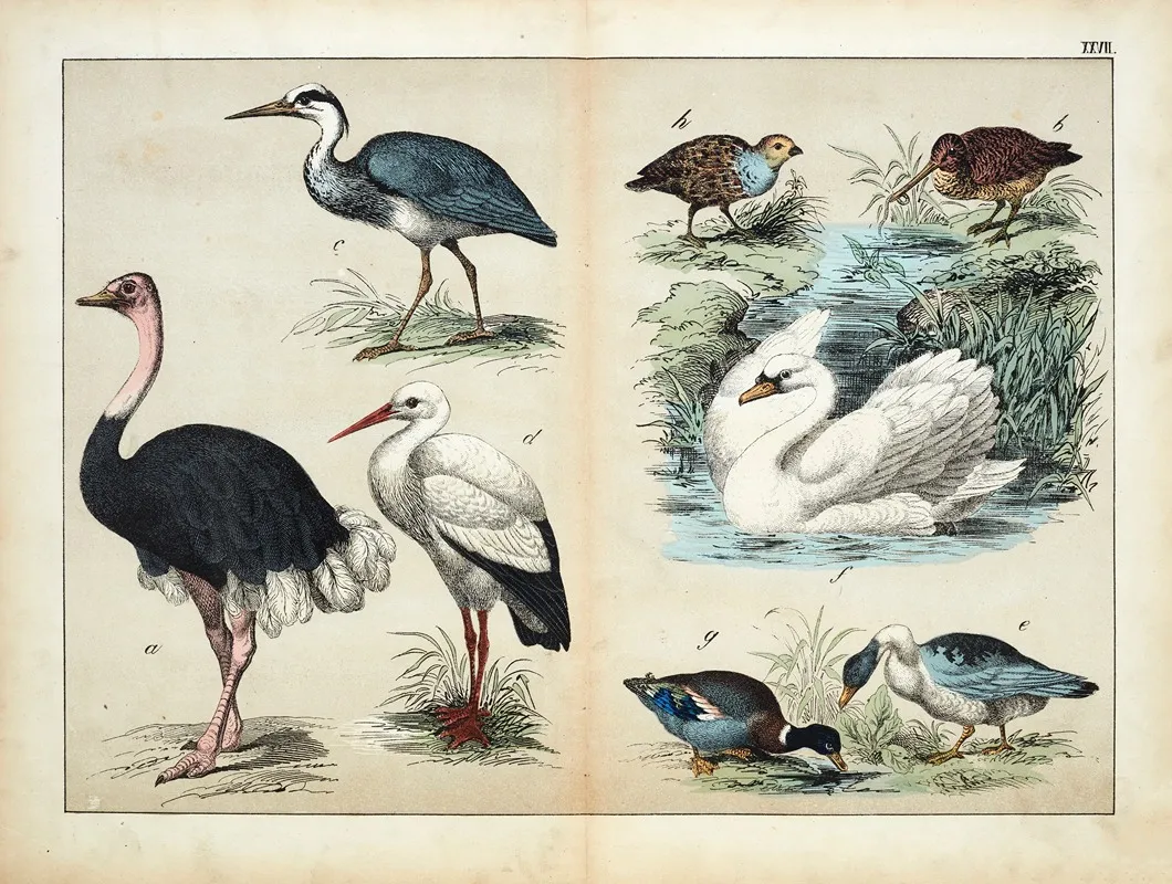 Birds 11 Wall Art by D. Englert - High-Resolution Digital Print